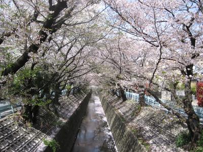070407sakura.jpgのサムネール画像